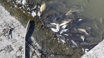 Antoing la mort des poissons