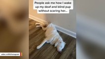 Man Shows How He Gently Wakes Up His Blind And Deaf Dog