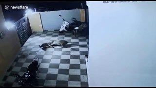 CCTV Footage Wild Leopard Attack on a Pet Dog
