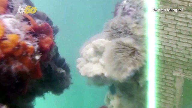 Check Out This Footage of a Jellyfish Swimming in the Calm Canals of Venice!