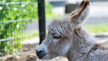 North Carolina Farm Rents Out Farm Animals For Video Calls