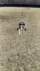 Wheelie Doggo Lives Life to the Fullest