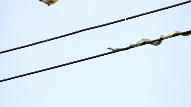 Ce serpent est prêt à tout pour capturer sa proie