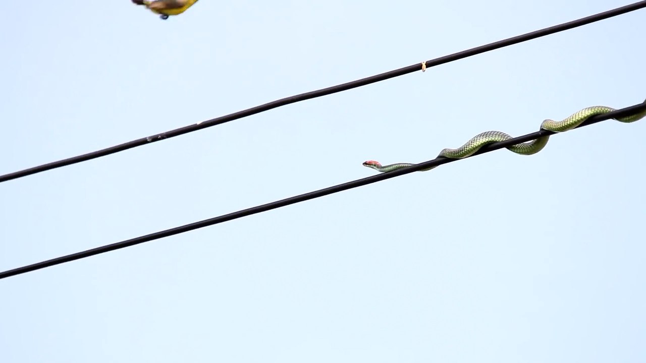 Ce serpent est prêt à tout pour capturer sa proie