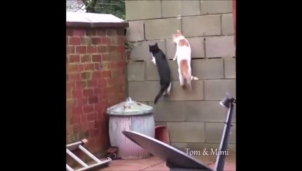 Ces 2 chats sont prêts pour le cirque...