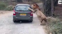 Ce lion déteste les voitures des touristes