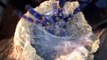 Il nourrit sa mygale bleue : animal magnifique et terrifiant