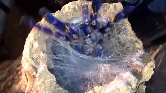 Il nourrit sa mygale bleue : animal magnifique et terrifiant