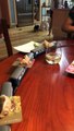 Cette famille a recréé un restaurant japonais avec les plats qui tournent dans leur maison