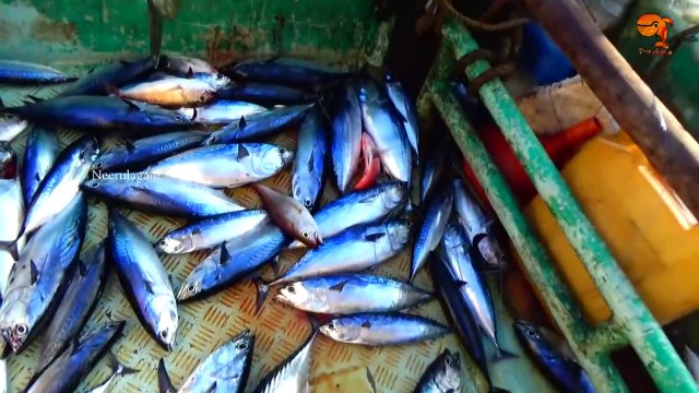 TUNA FISH CATCHING AT KASIMEDU FISHING HARBOUR