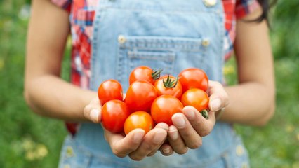 How to Grow Tomatoes At Home