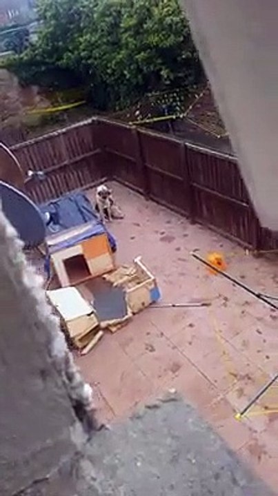 Dogs in poor living conditions Prestonpans East Lothian