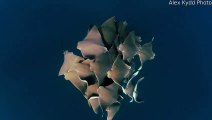 Rare and Mesmerizing Footage of Rays