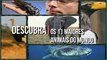 Descubra os 11 maiores animais do mundo 