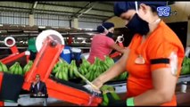 Sector bananero del país mantiene las exportaciones con normalidad