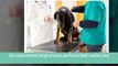 Experience Veterinary Services  At Portage Park Animal Hospital & Dental Clinic