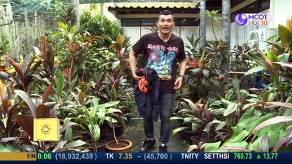 คัมภีร์วิถีรวย 20 เม.ย. 63: รวยความสุขกับไม้ประดับ "หมากผู้หมากเมีย"