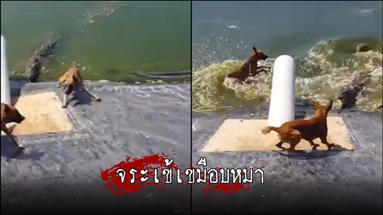 นาทีระทึก น้องหมาพลัดตกบ่อจระเข้โหย ชาวบ้านได้แ...