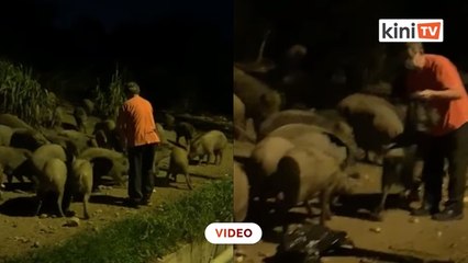 9 orang ditangka  beri babi hutan makan langgar perintah Covid-19