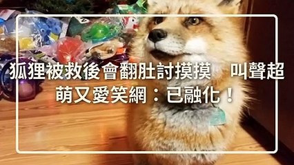 petsmao.nownews-copy1-20200421-12:34