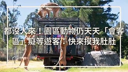 petsmao.nownews-copy4-20200421-12:34