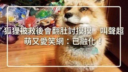 petsmao.nownews-copy3-20200421-12:35