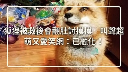 petmao_nownews-copy3-20200421-12:36