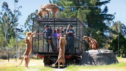 petmao_curation_mobile-copy4-20200421-12:37