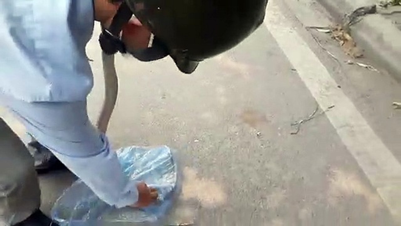Thanh niên bắt rắn Hổ Mang bằng tay rất nguy hiểm
