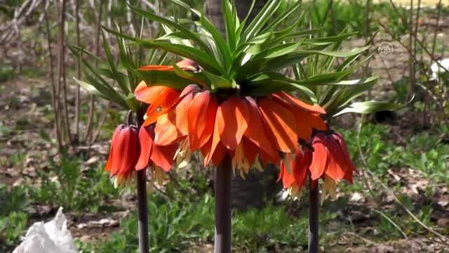 Ovacık'ta açan ters laleler göz kamaştırıyor