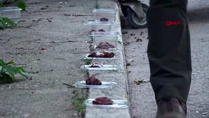 KONYA Hayvanseverler, yavru kedileri vahşice öldürenlerin bulunmasını istiyor