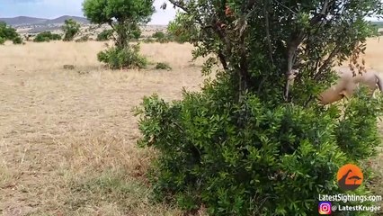 How Not to Wake Up a Lioness