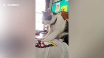 Pet cat massages owner's belly