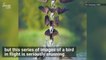 Birds in Flight Captured in Incredible Composite Shots