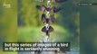 Birds in Flight Captured in Incredible Composite Shots