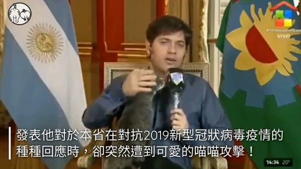 petmao_nownews-copy4-20200421-17:43