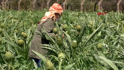 İZMİR Urlalı enginar üreticisinin imdadına Kadın Kooperatifi yetişti