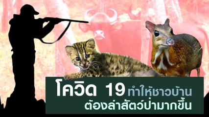 โควิด 19 ทำให้ชาวบ้านต้องล่าสัตว์ป่ามากขึ้น