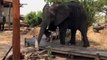 Cet éléphant fait très attention en traversant cette passerelle car il sait que son poids pourrait la casser.