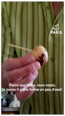 Скачать видео: Paris chez vous : les conseils de Franck, jardinier à la Ville de Paris, pour faire germer un noyau d'avocat et des pépins de citron