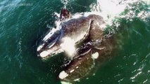 El apareamiento de las ballenas francas