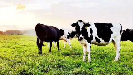 This Cow Stuck on a Roof is the Strangest Thing You'll See All Day