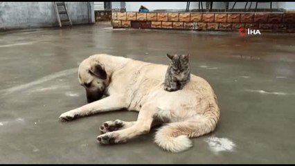 Köpek ve kedinin kıskandıran dostluğu kamerada