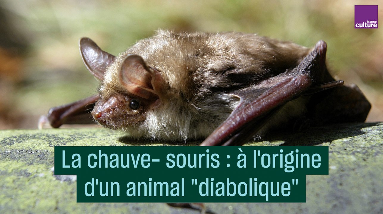 La chauve-souris : à l'origine d'un animal "diabolique" - #CulturePrime