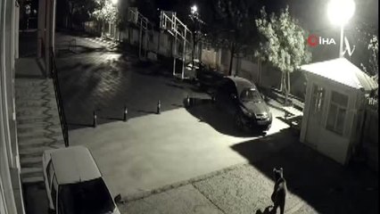 Kış uykusundan uyanıp şehre inen ayılar bu kez okul bahçesinde görüntülendi
