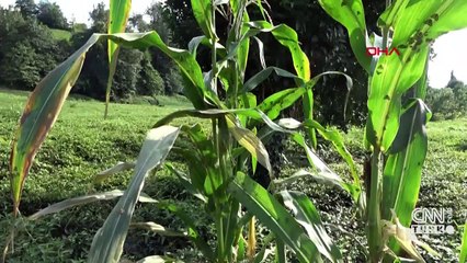 Türkiye'de yeni böcek türleri görülebilir