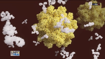 La course au vaccin contre le coronavirus bat son plein dans le monde entier