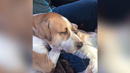 "தாரா".. உடம்பெல்லாம் விஷம்.. கோமாவில் உயிர் ஊசல்.. மதுரையை மிரள வைத்த வாயில்லா ஜீவன்!!