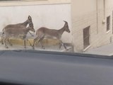 Cabras montesas caminan por las calles de Morón de la Frontera