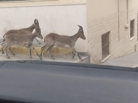 Cabras montesas caminan por las calles de Morón de la Frontera